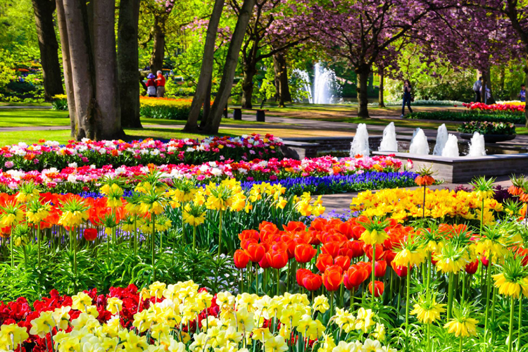 Keukenhof.Tulip Garden 01_19cd7_lg.jpg